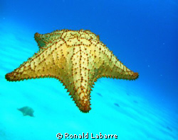 Flying Starfish on West Bay reef, Roatan. by Ronald Labarre 